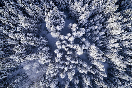 阳光明媚的冬日雪覆盖森林的鸟瞰图