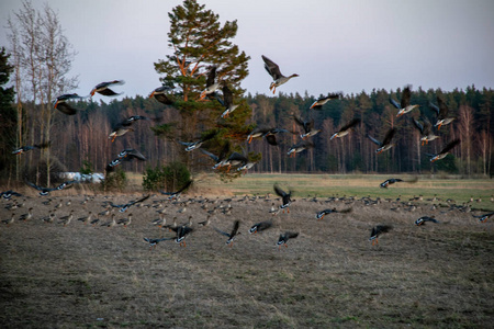 一大群鹅聚集在田野里飞向南方。 拉脱维亚的候鸟。 鹅是一家的水鸟