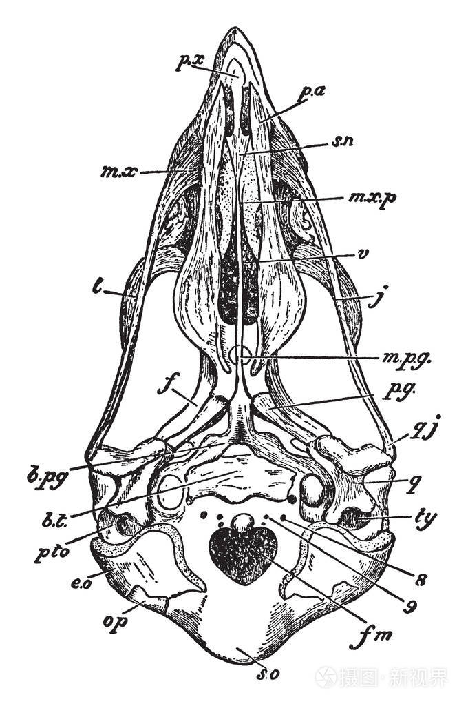 此插图代表麻雀鹰头骨复古线绘图或雕刻插图