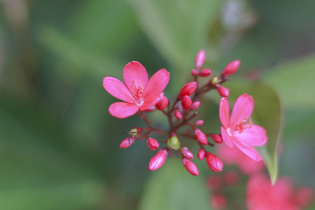 红色的花束背景模糊.