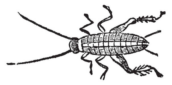 房子蟋蟀幼虫是一种原产于欧洲的蟋蟀，复古的线条绘制或雕刻插图。