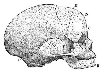此插图表示胎儿颅骨复古线绘图或雕刻插图的侧面视图。
