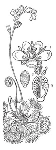 图片显示圣露植物的共同部分。 它也被称为droseraroundundifolia。 第1部分显示花卉第2部分显示子房的垂直截面