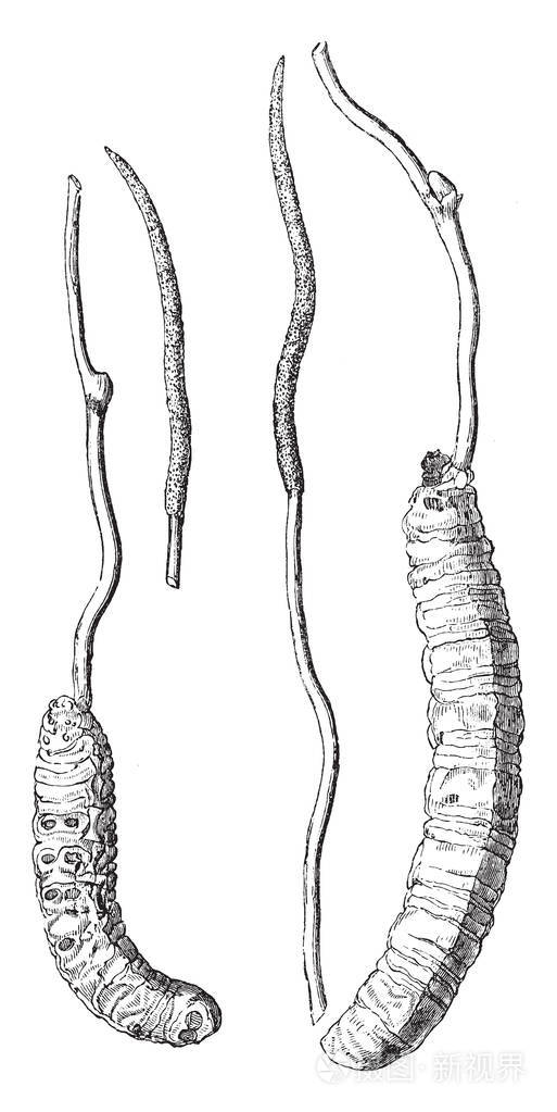 一种是薄的气孔,第二种是厚的,老式的线条绘制或雕刻插图的菌核.