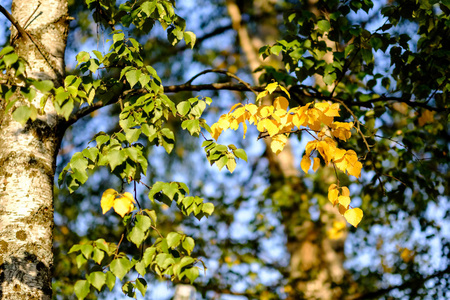 秋季公园的白桦树，叶黄绿，冬季前背景模糊