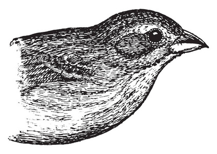 雌鸟是一种原产于非洲的小过路鸟，老式线条画或雕刻插图。