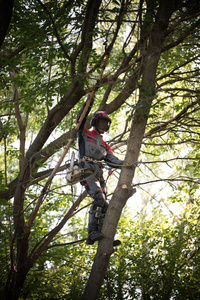 男人爬上一棵树。男士穿着安全装备衣服