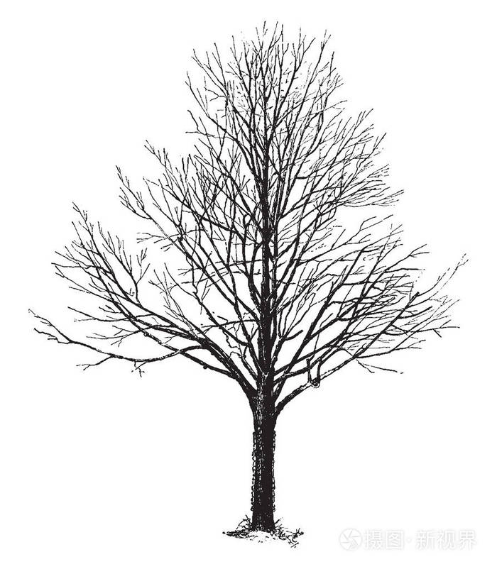 在这个框架里是一个葫芦这棵树没有花在叶子上复古的线条画或雕刻插图