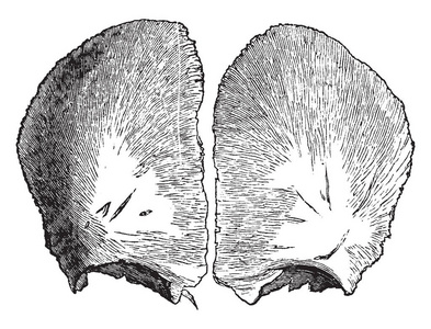 这个插图代表正面骨在出生，复古线绘图或雕刻插图。