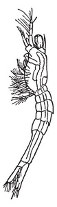甲壳类对虾属对虾的石阶段，复古线绘制或雕刻插图。