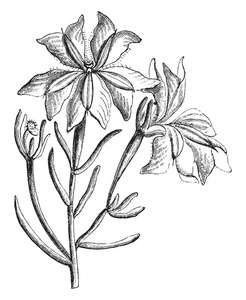 开花的草本植物图片-开花的草本植物素材-开花的草本植物插画-摄图新