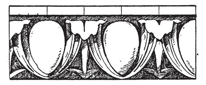 文艺复兴时期的鸡蛋和飞镖造型是一个鸡蛋图案与飞镖指示，以创造一个凹槽柱圆Ovolo复古线绘图或雕刻插图。