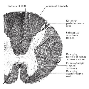 脊髓是一个长而薄的神经组织管状束，复古线绘制或雕刻插图。