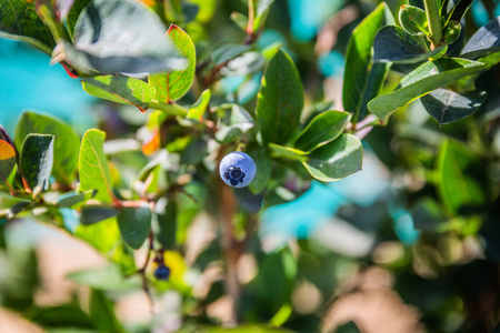 蓝莓丛中成熟的蓝莓丛