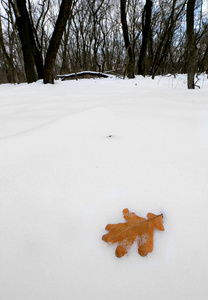 林中雪地上的橡树叶