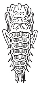 虫的幼虫含有非常小尺寸的食肉甲虫，复古线绘制或雕刻插图。