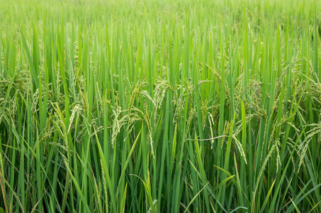 泰国农村稻田