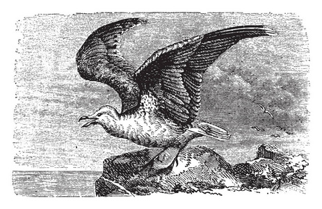Kittiwake通常被称为海鸽复古线绘图或雕刻插图。