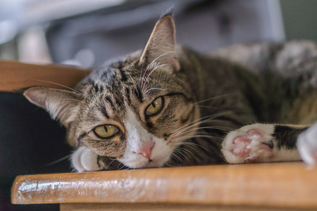 黑猫躺着，朝这个方向看，它有一个非常可爱的红色鼻子。