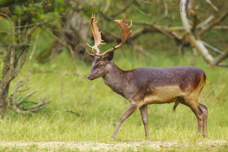 的雄性休耕鹿在秋季日出期间,在深绿色的森林觅食叶子和浆果的大鹿