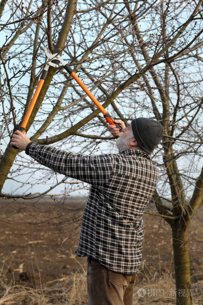 成年农民用虱子修剪果园杏树