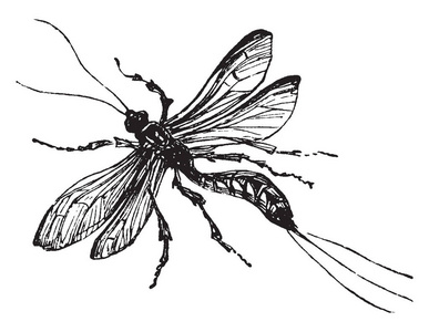 寄生蜂幼虫图片-寄生蜂幼虫素材-寄生蜂幼虫插画-摄图新视界