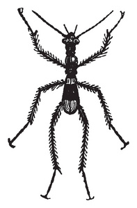 这幅插图代表了褐飞虱的老式线条绘制或雕刻插图。