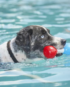 猎犬在水上比赛中的猎犬图片