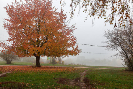 秋天的森林。 雾。 雨。 潮湿。 景观。 路径。