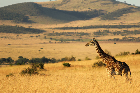 清晨长颈鹿开马塞马拉肯尼亚非洲