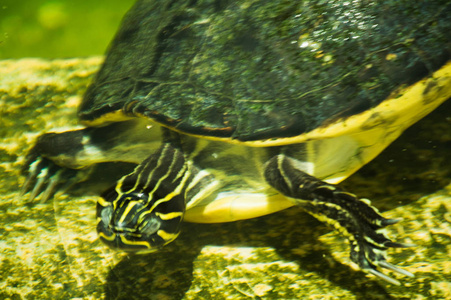 绿海龟在池塘里游泳图片图片