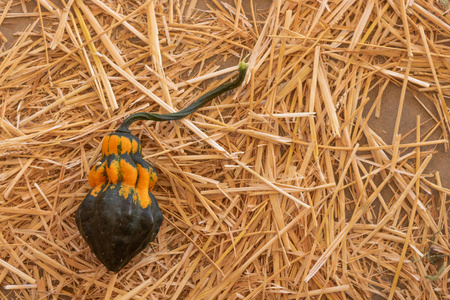 一个黑色的橙色和绿色的葫芦在稻草床上万圣节感恩节秋天收获秋天背景图形元素