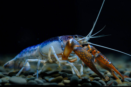 水族馆里的小龙虾