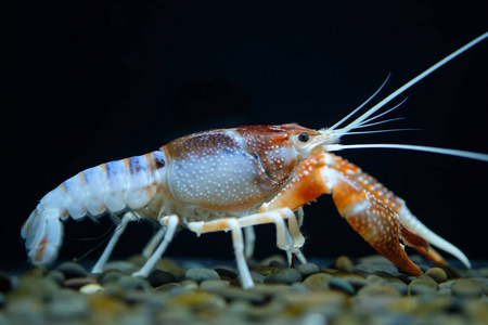 水族馆里的小龙虾