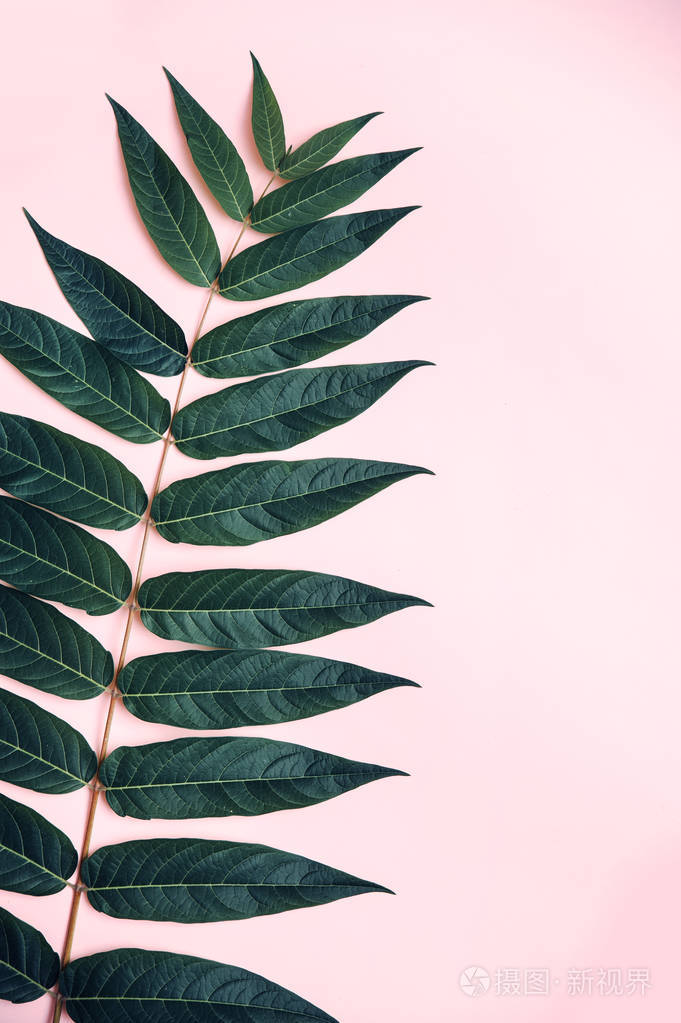 粉红色背景上的绿色树枝