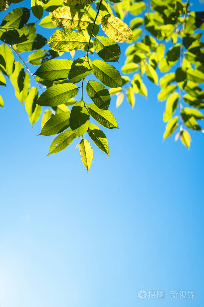 树叶和天空早晨的自然背景
