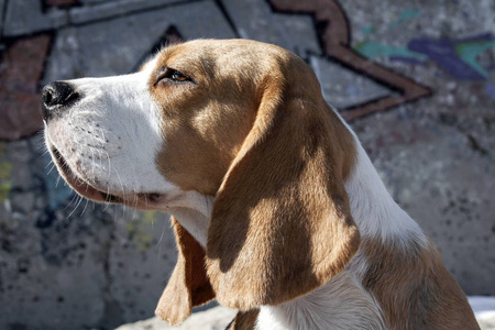 比格犬的肖像