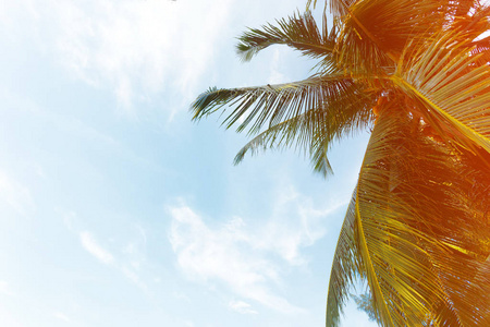 椰子棕榈树，白天在蓝天上