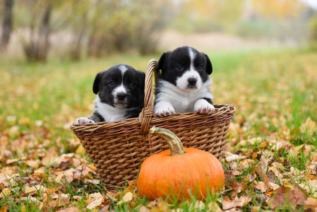 犬小狗与南瓜在秋天背景