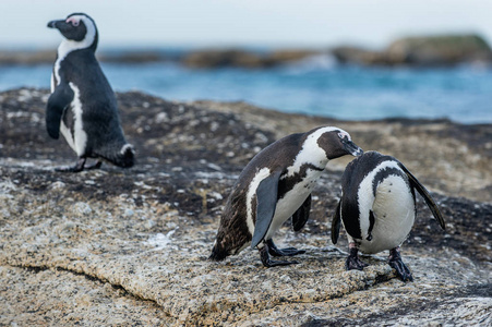 在岩石上亲吻非洲企鹅。 科学名称狮身人面像，也被称为黑脚企鹅和黑脚企鹅。 在巨石海滩的岩石上。 南非。
