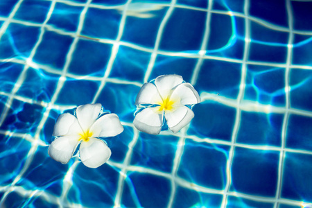漂浮在蓝色游泳池里的弗拉吉帕尼花