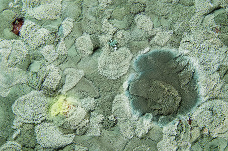 深绿色和白色斑点的霉菌纹理的自然背景