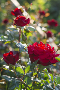 夏天在户外花园里盛开的红玫瑰