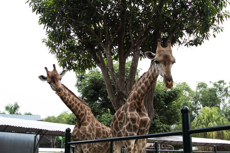 动物园里有两只长颈鹿