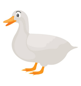 白色的鸭子是农场动物