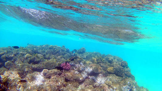 鱼类外科海燕科海燕，并游在红海的一个明亮的彩色珊瑚礁在胡尔哈达埃及阳光下波浪水。