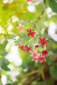 花园自然背景中美丽的花朵。