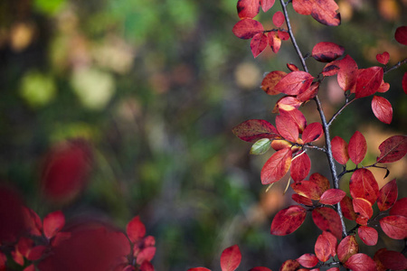秋天的树叶和美丽的自然背景与森林地面。 侧视