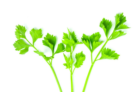 新鲜的孤立的芹菜或紫菜绿色蔬菜用于白色背景下烹饪的香味
