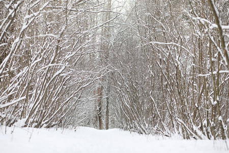 冬季景观积雪覆盖大片。一个公园在冬天在